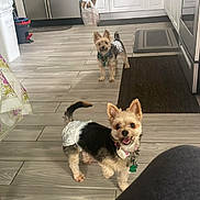 Bitsy And Baxter is registered to the contest to win money with this photo: dog, small_dog, diaper, kitchen, floor, cabinet, appliance, refrigerator, stove, tile_floor, pet, indoor, animal, curious, standing, two_dogs, domestic, happy, cute, looking