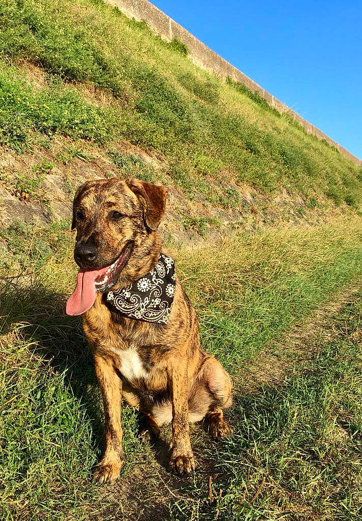 Radja a rejoint le concours — aidez-le/la à gagner de superbes lots ! carnivore, collar, companion_dog, dog, dog_breed, dog_collar, fawn, grass, grassland, gun_dog, hill, liver, mountain, pasture, plant, retriever, sky, slope, tail, working_animal