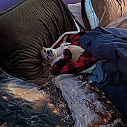 Karmaandnahlah joined the competition — help win amazing prizes! bed, blanket, brown_pillow, canine, comfort, cozy, dog, fur, home, indoor, pet, pillow, purple_wall, red_black_blanket, relaxed, resting, sleeping_area, small_dog, snuggled, white_fur