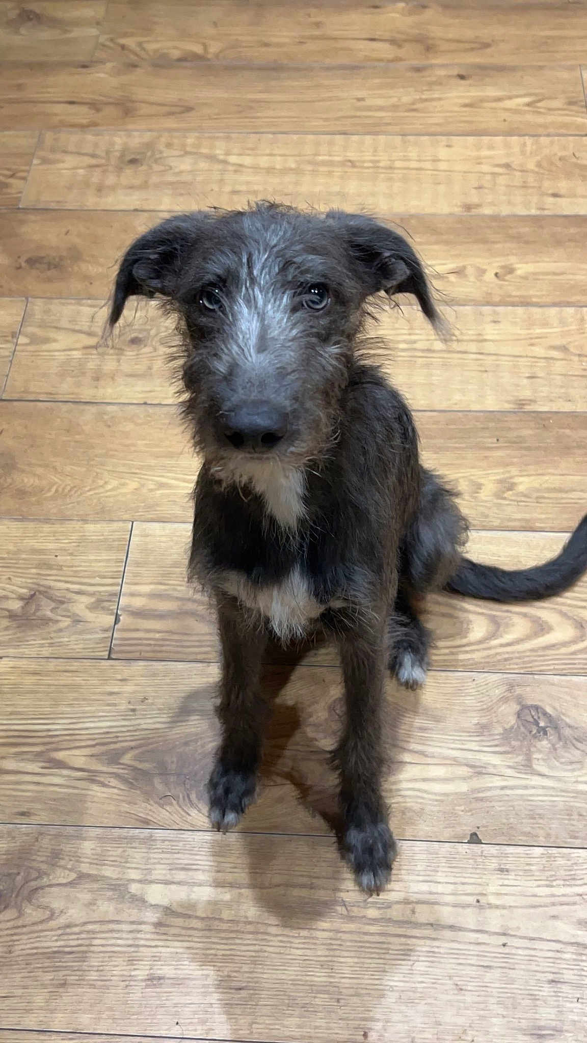 Pepper