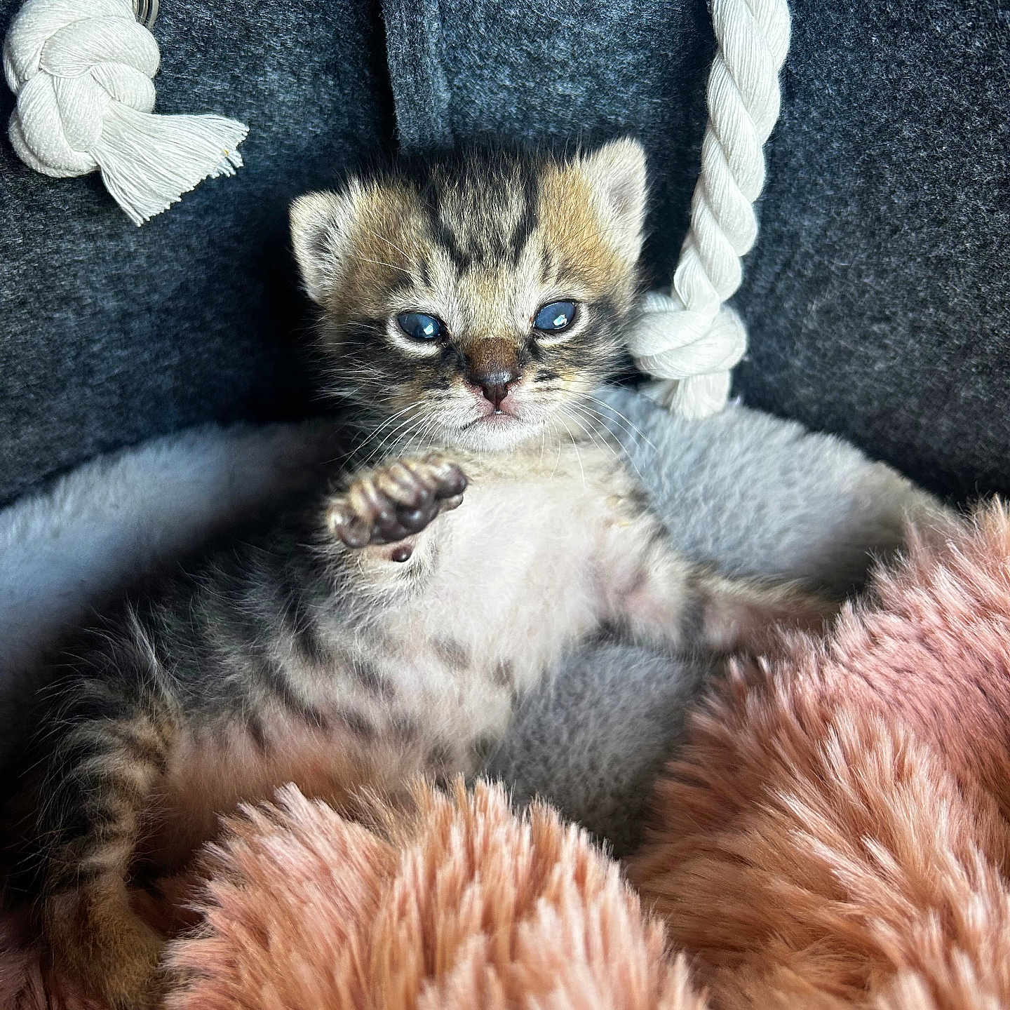 Minouche a rejoint le concours — aidez-le/la à gagner de superbes lots ! animal, baby_animal, blanket, cat, closeup, cozy, cute, fur, indoor, kitten, paw, pet, plush, resting, rope, sleeping_area, small, soft, texture, young