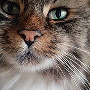 Bloudy a rejoint le concours — aidez-le/la à gagner de superbes lots ! cat, close_up, green_eyes, whiskers, fur, face, pet, animal, tabby, cute, muzzle, nose, portrait, feline, domestic_cat, whisker, animal_face, macro, soft_fur, alert