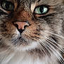cat, close_up, green_eyes, whiskers, fur, face, pet, animal, tabby, cute, muzzle, nose, portrait, feline, domestic_cat, whisker, animal_face, macro, soft_fur, alert