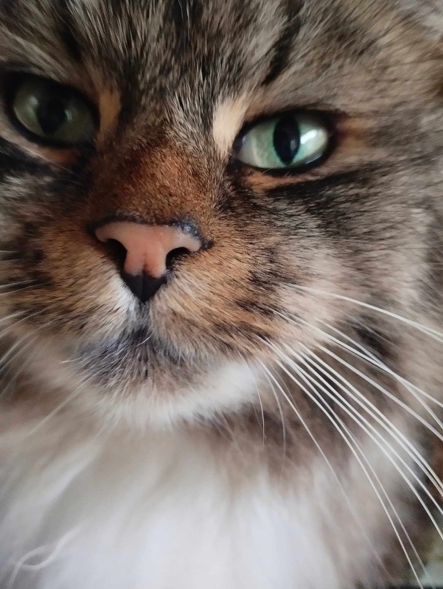Bloudy a rejoint le concours — aidez-le/la à gagner de superbes lots ! cat, close_up, green_eyes, whiskers, fur, face, pet, animal, tabby, cute, muzzle, nose, portrait, feline, domestic_cat, whisker, animal_face, macro, soft_fur, alert
