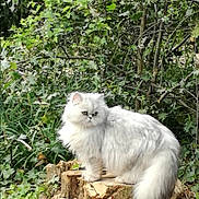Miranda a rejoint le concours — aidez-le/la à gagner de superbes lots ! alert, animal, bushes, cat, cute, fluffy, foliage, forest, fur, greenery, leaves, mammal, nature, outdoor, pet, standing, tail, tree_stump, white_cat, wildlife