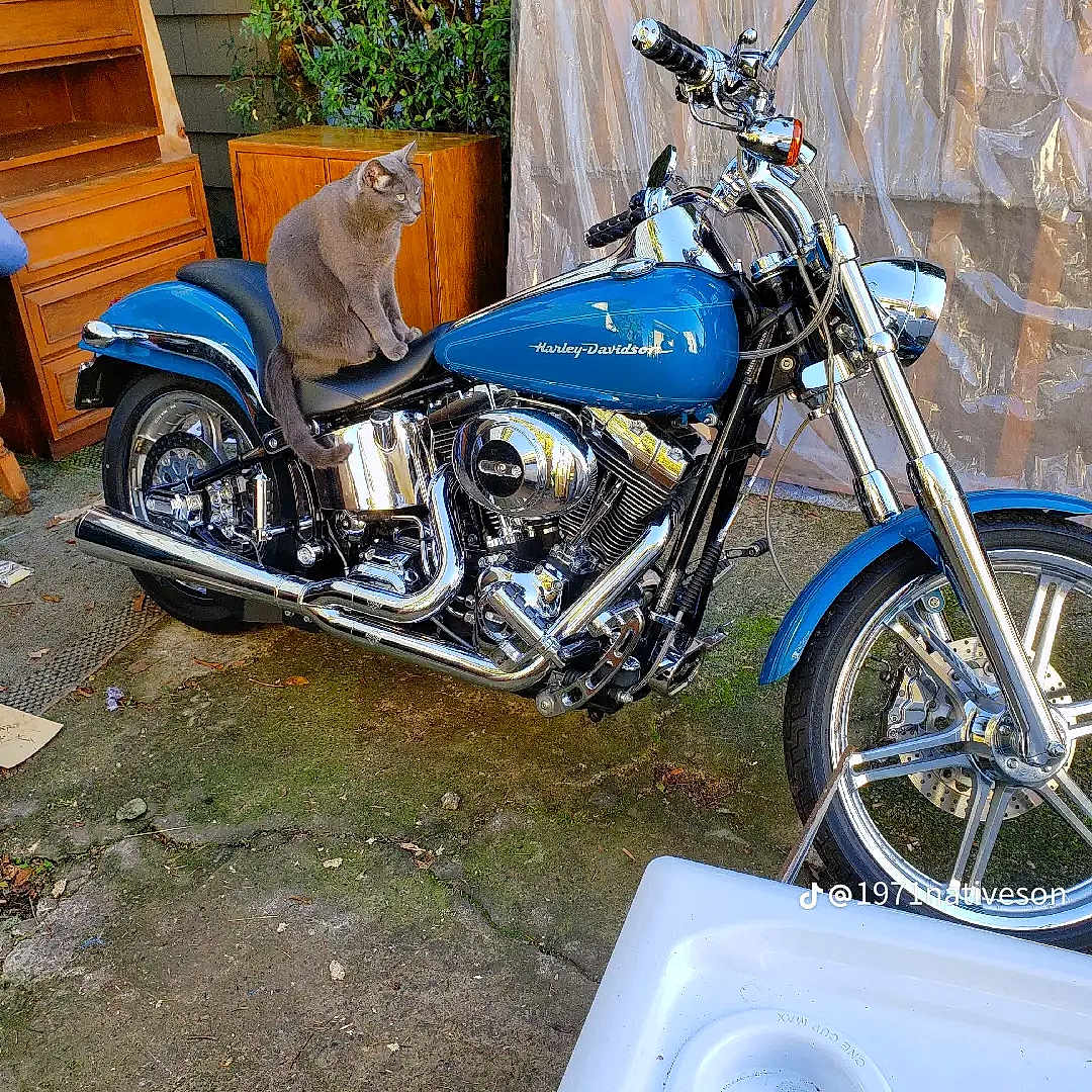 Harley is registered to the contest to win money with this photo: animal, blue, calm, cat, chrome, concrete, furniture, gray_cat, greenery, handlebars, harley_davidson, headlight, motorcycle, outdoor, parked, pet, reflection, seat, vehicle, wheel