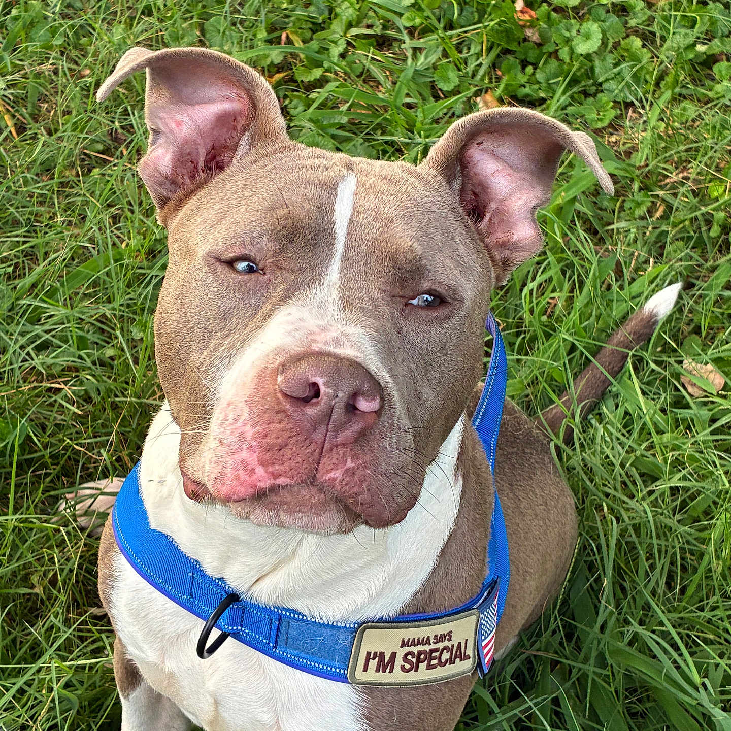 Foose is registered to the contest to win money with this photo: animal, blue_harness, brown_and_white, canine, close_up, collar, cute, dog, ears, face, grass, leash, nature, outdoor, pet, pitbull, portrait, sitting, snout, special