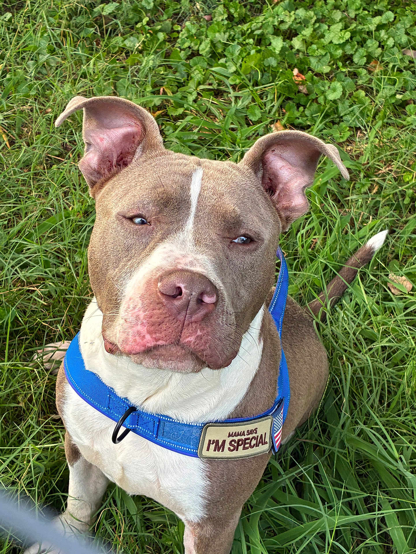 Foose is registered to the contest to win money with this photo: dog, pitbull, blue_harness, grass, outdoor, pet, canine, animal, brown_and_white, sitting, close_up, cute, leash, ears, face, snout, collar, nature, special, portrait