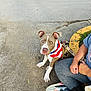 dog, bandana, pavement, person, sneakers, casual_clothing, outdoor, pet, leash, gray_clothing, seated, curious, ears_up, sidewalk, human, animal, companion, daylight, resting, watchful