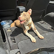 Foose joined the competition — help win amazing prizes! dog, car_interior, harness, sunlight, folded_seats, pet, animal, canine, relaxed, brown_and_white, open_mouth, seat, vehicle, leisure, domestic_animal, transport, backseat, resting, indoor, plastic_bag