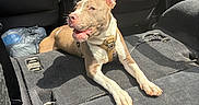 Foose joined the competition — help win amazing prizes! animal, backseat, brown_and_white, canine, car_interior, dog, domestic_animal, folded_seats, harness, indoor, leisure, open_mouth, pet, plastic_bag, relaxed, resting, seat, sunlight, transport, vehicle