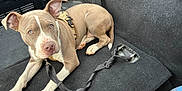 Foose is registered to the contest to win money with this photo: blue_eyes, brown_fur, canine, carpet, curious, dog, domestic_animal, ears, floor_mat, harness, indoor, leash, leash_clip, paw, pet, resting, tail, transport, vehicle_interior, white_fur