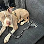 Foose is registered to the contest to win money with this photo: dog, canine, pet, blue_eyes, harness, leash, carpet, vehicle_interior, resting, brown_fur, white_fur, ears, paw, tail, domestic_animal, leash_clip, floor_mat, curious, indoor, transport