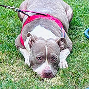 Foose is registered to the contest to win money with this photo: animal, canine, closeup, cute, dog, ears, eyes, fur, grass, greenery, leash, nature, outdoor, paws, pet, red_harness, relaxed, resting, snout, summer