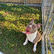 Foose is registered to the contest to win money with this photo: animal, canine, daylight, dog, ears, fence, friendly, grass, happy, metal_fence, nature, outdoor, pet, pitbull, playful, sitting, smiling, sunlight, tongue, yard