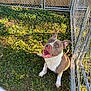 animal, canine, daylight, dog, ears, fence, friendly, grass, happy, metal_fence, nature, outdoor, pet, pitbull, playful, sitting, smiling, sunlight, tongue, yard