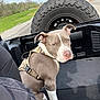 Foose joined the competition — help win amazing prizes! dog, pitbull, harness, vehicle, spare_tire, road, grass, outdoor, sky, animal, pet, sitting, brown, white, canine, transport, parked_vehicle, curious, leisure, daytime