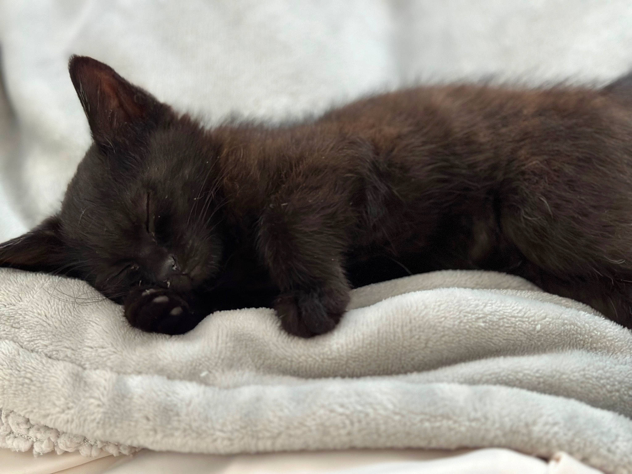 Ares a rejoint le concours — aidez-le/la à gagner de superbes lots ! black_cat, bombay, carnivore, cat, claw, comfort, domestic_short_haired_cat, felidae, fur, grey, linens, nap, paw, small_to_medium_sized_cats, snout, tail, terrestrial_animal, whiskers