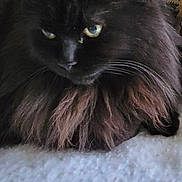 Tallia is registered to the contest to win money with this photo: animal, black_cat, cat, close_up, cozy, cute, domestic_animal, eyes, fluffy, fur, furniture, home, indoor, mammal, pet, portrait, relaxed, resting, texture, whiskers