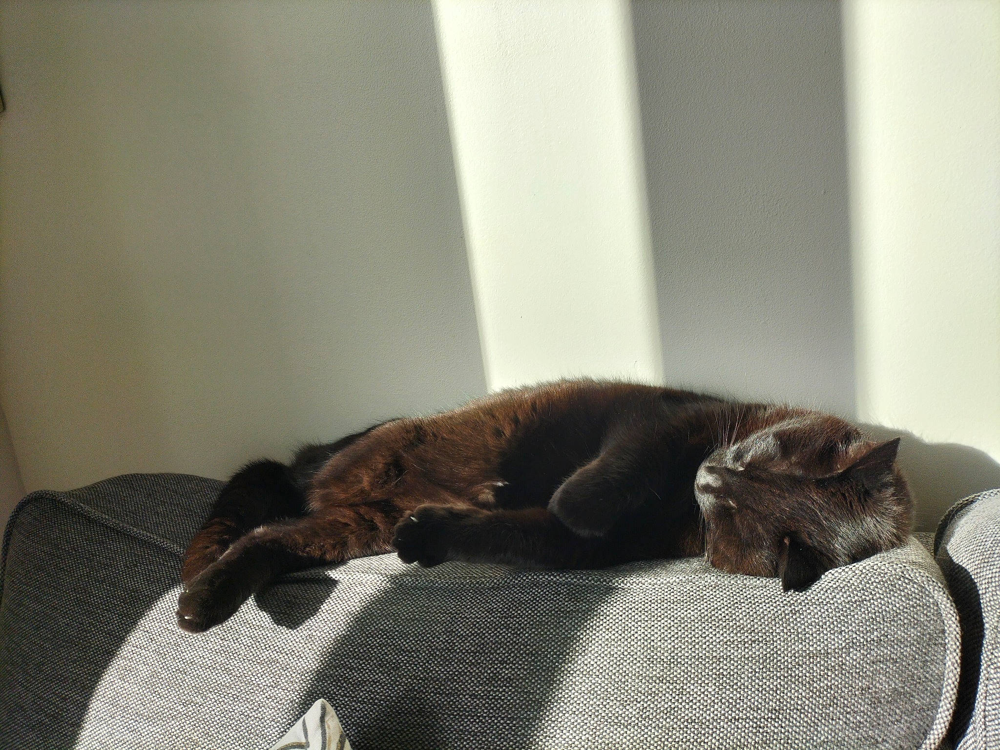 Gaillette participe au concours pour gagner de l'argent avec cette photo : black_cat, carnivore, cat, claw, comfort, dog_breed, domestic_short_haired_cat, fawn, felidae, flooring, fur, grey, linens, liver, small_to_medium_sized_cats, tail, terrestrial_animal, whiskers, window, wood