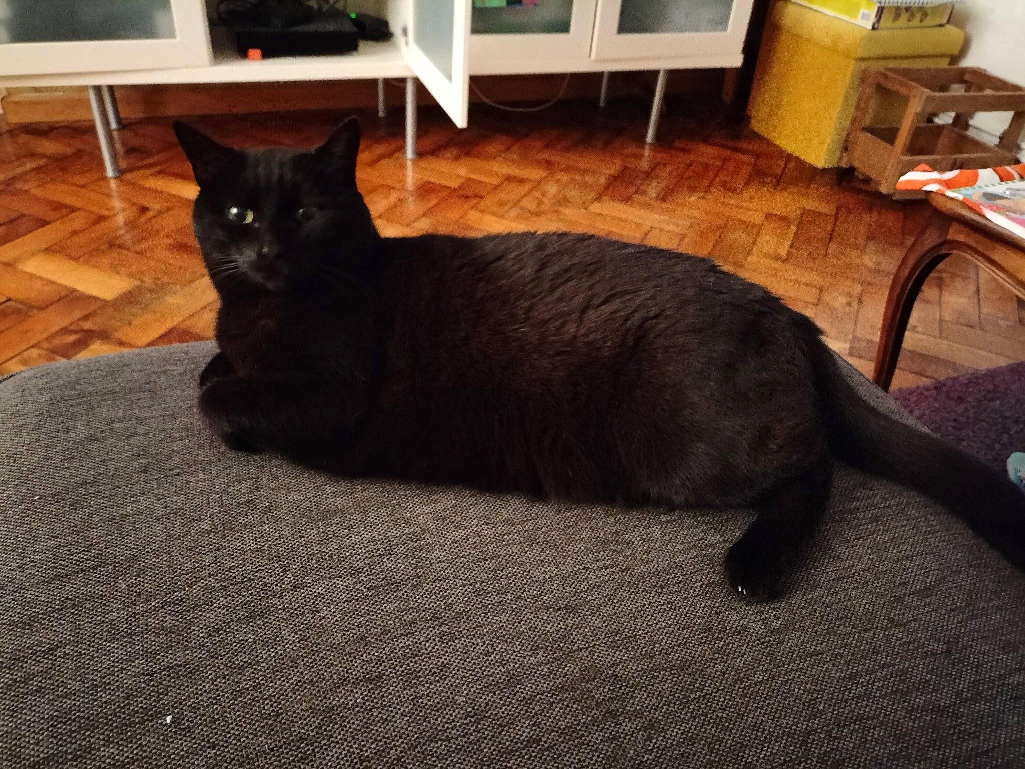 Gaillette participe au concours pour gagner de l'argent avec cette photo : cabinetry, carnivore, cat, comfort, felidae, floor, flooring, furniture, grey, hardwood, living_room, picture_frame, shelf, small_to_medium_sized_cats, snout, tail, television, whiskers, window, wood