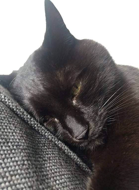 Gaillette participe au concours pour gagner de l'argent avec cette photo : black_cat, bombay, carnivore, cat, cloud, comfort, dog_breed, domestic_short_haired_cat, felidae, fur, grey, nap, sky, sleep, small_to_medium_sized_cats, snout, sporting_group, tail, terrestrial_animal, whiskers