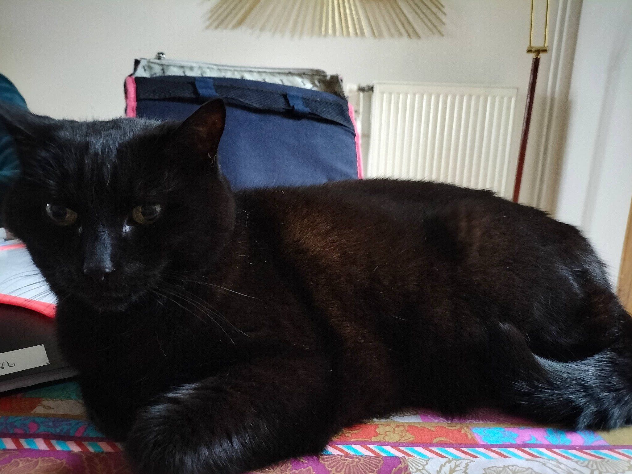 Gaillette a rejoint le concours — aidez-le/la à gagner de superbes lots ! black_cat, bombay, carnivore, cat, cat_supply, claw, comfort, domestic_short_haired_cat, felidae, fur, grey, linens, paw, room, small_to_medium_sized_cats, snout, tail, terrestrial_animal, whiskers, window_blind