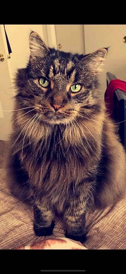 Aslan joined the competition — help win amazing prizes! asian, asian_semi_longhair, british_semi_longhair, carnivore, cat, cymric, domestic_long_haired_cat, domestic_short_haired_cat, european_shorthair, felidae, maine_coon, mammal, norwegian_forest_cat, siberian, small_to_medium_sized_cats, snout, tabby_cat, vertebrate, whiskers, wild_cat