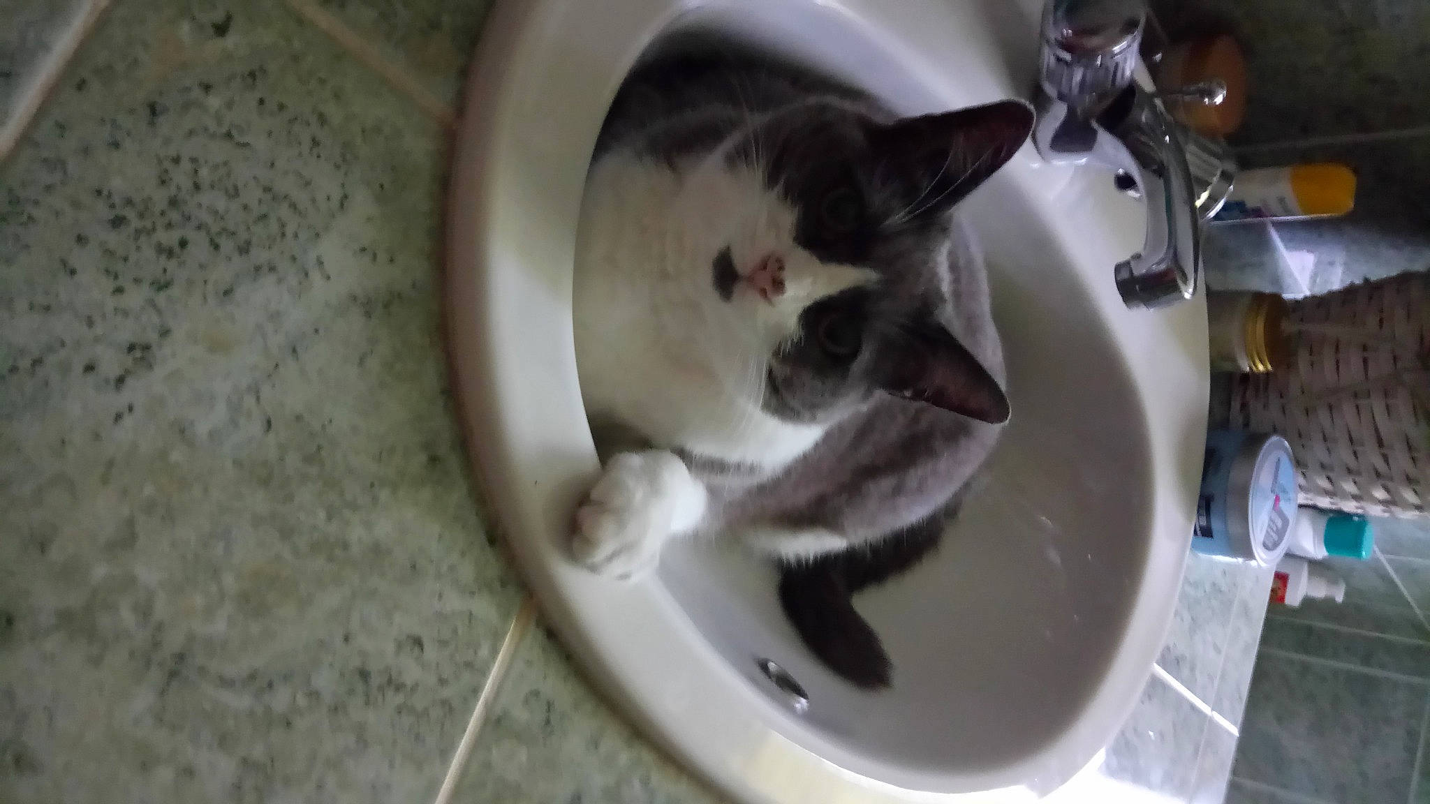 Brindille a rejoint le concours — aidez-le/la à gagner de superbes lots ! carnivore, cat, cat_supply, domestic_short_haired_cat, felidae, kitchen_utensil, pet_supply, plumbing_fixture, sink, small_to_medium_sized_cats, tail, whiskers