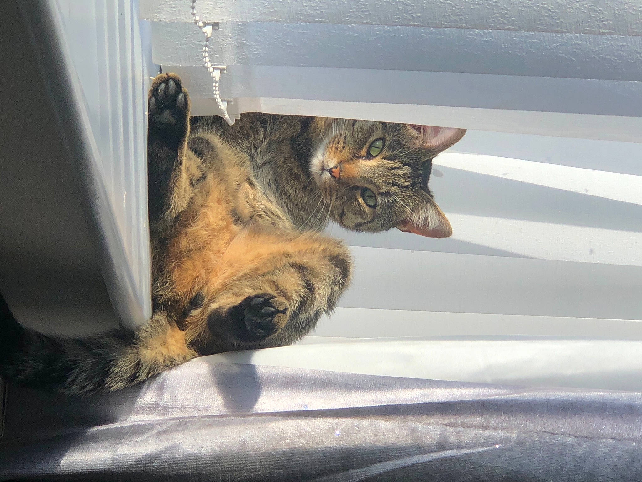 Koby joined the competition — help win amazing prizes! asian, carnivore, cat, domestic_short_haired_cat, dragon_li, ear, european_shorthair, eye, felidae, fur, kitten, polydactyl_cat, small_to_medium_sized_cats, tabby_cat, toyger, whiskers, window