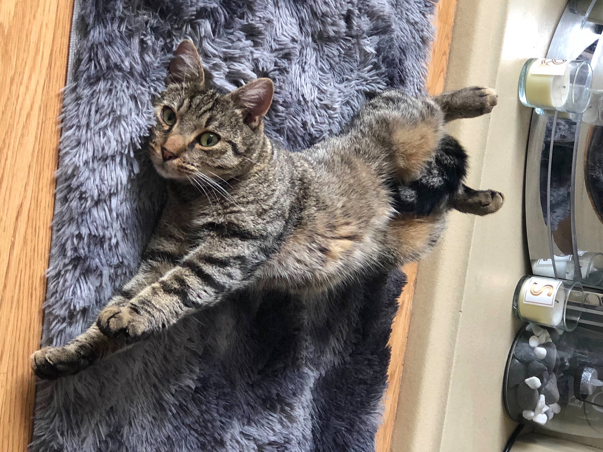 Koby joined the competition — help win amazing prizes! american_bobtail, american_shorthair, asian, california_spangled, carnivore, cat, claw, domestic_short_haired_cat, dragon_li, egyptian_mau, european_shorthair, felidae, fur, mammal, paw, pixie_bob, small_to_medium_sized_cats, tabby_cat, whiskers, wild_cat