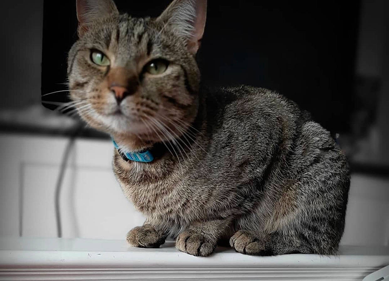 Koby is registered to the contest to win money with this photo: aegean_cat, american_shorthair, asian, australian_mist, california_spangled, carnivore, cat, domestic_short_haired_cat, dragon_li, egyptian_mau, european_shorthair, eye, felidae, mammal, ocicat, small_to_medium_sized_cats, snout, tabby_cat, whiskers, window