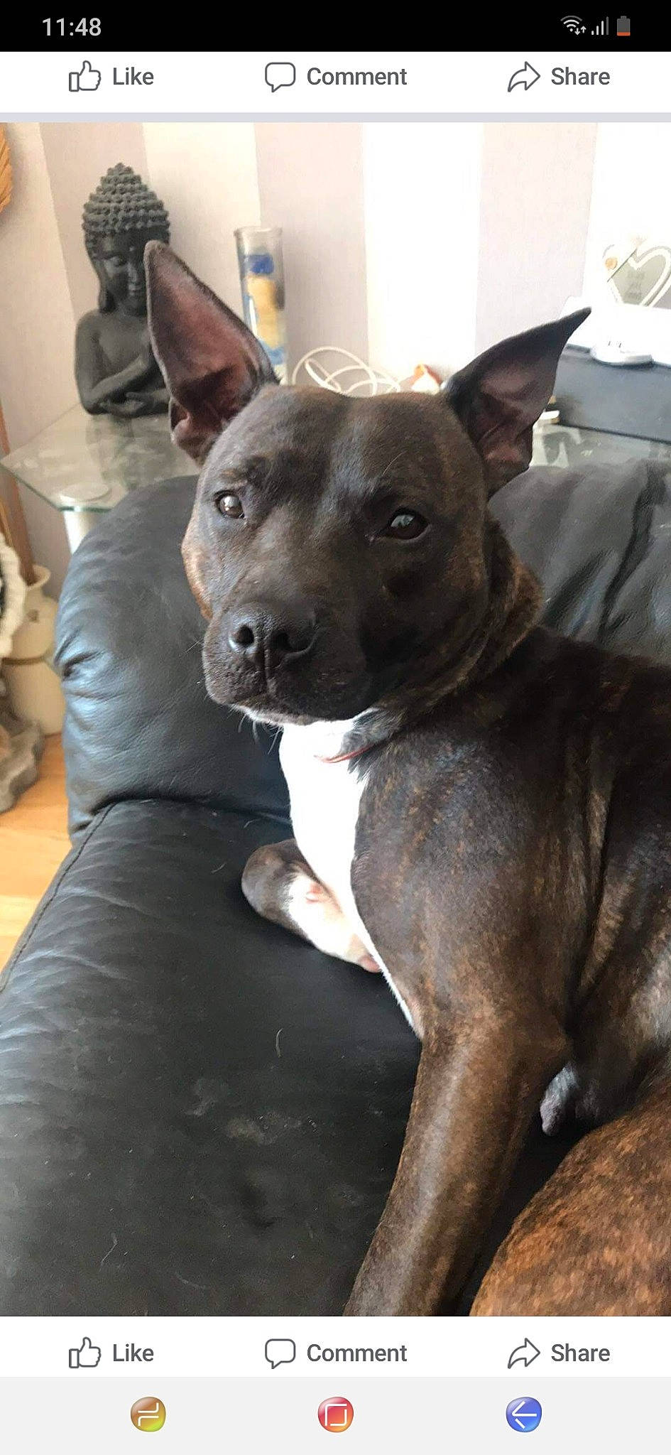 Poppy joined the competition — help win amazing prizes! american_pit_bull_terrier, bull_and_terrier, canidae, carnivore, dog, dog_breed, fawn, mammal, non_sporting_group, rare_breed_dog, snout, vertebrate