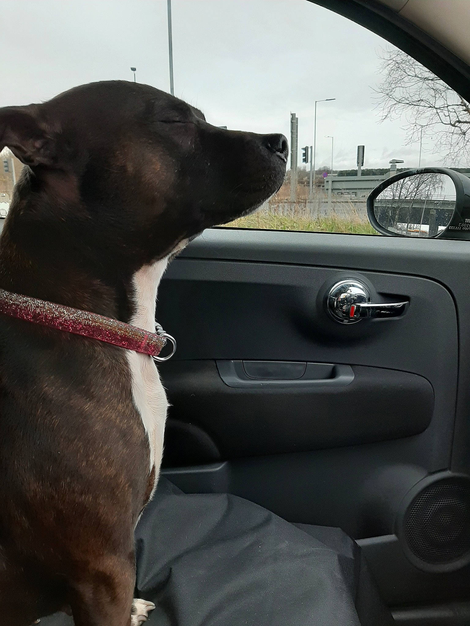 Poppy joined the competition — help win amazing prizes! auto_part, boston_terrier, canidae, car, car_seat, carnivore, companion_dog, dog, dog_breed, driving, family_car, leash, non_sporting_group, seat_belt, snout, vehicle, vehicle_door