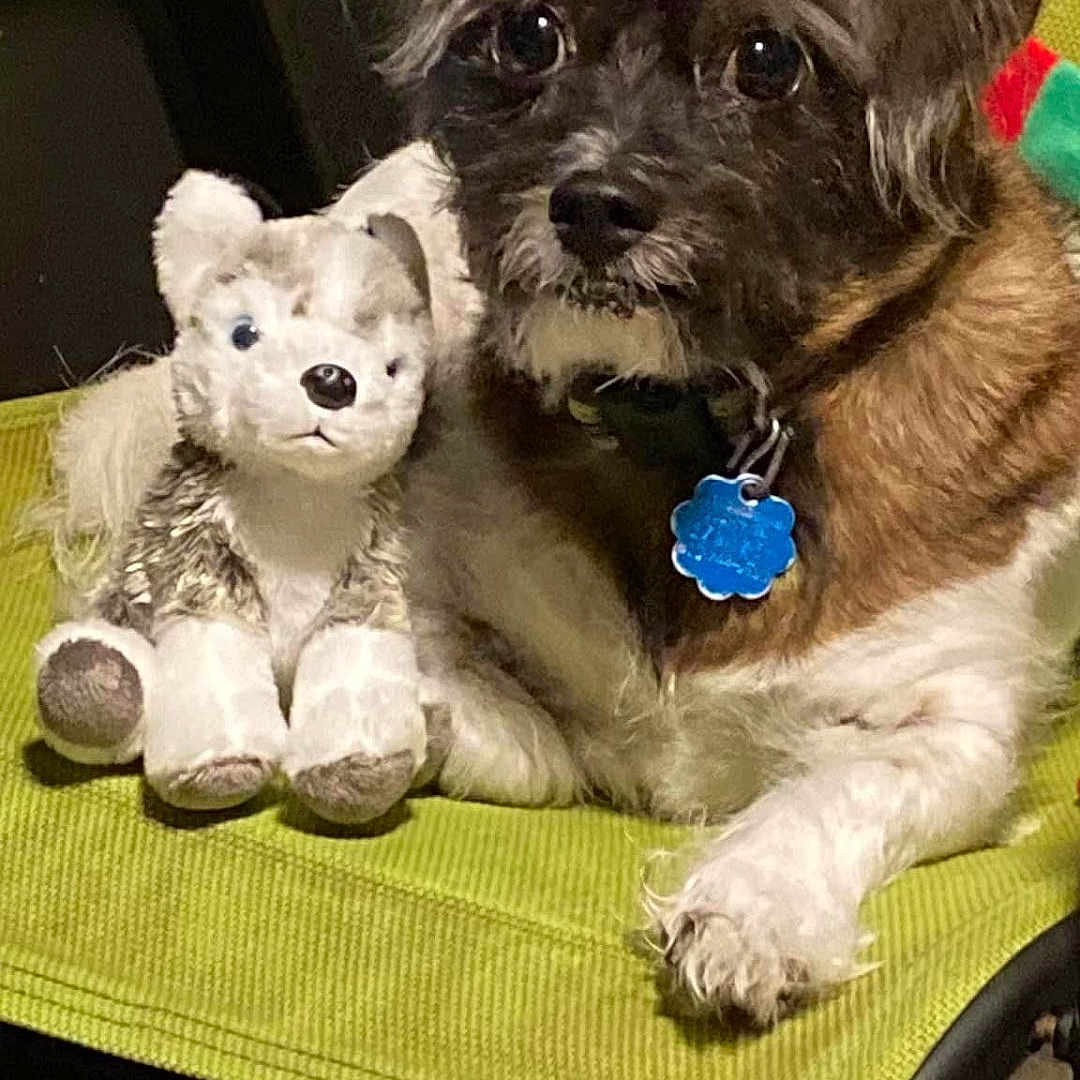 Beethoven joined the competition — help win amazing prizes! animal, ball, canine, chair, couch, cushion, dog, football, furniture, homedecor, pet, puppy, soccer, soccerball, sport, teddybear, tennis, tennisball, terrier, toy
