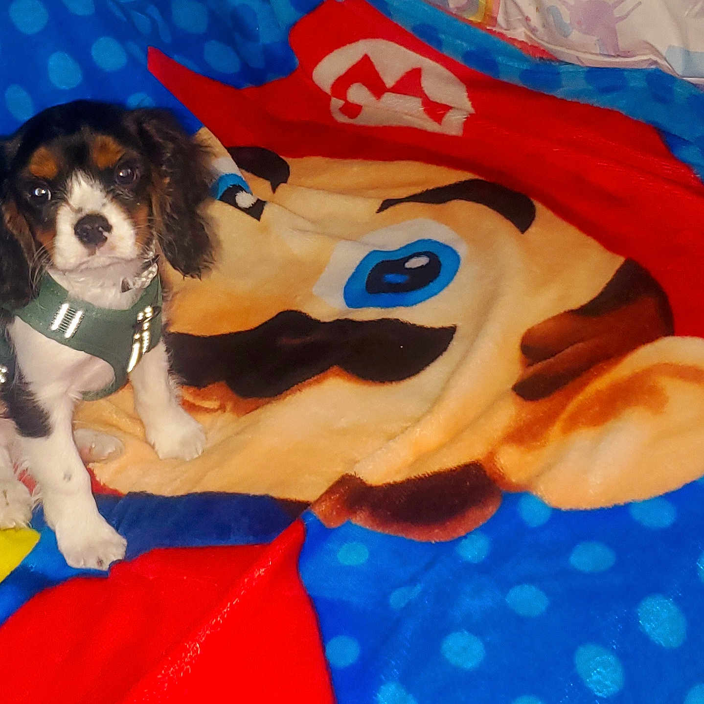 Mario is registered to the contest to win money with this photo: animal, applique, beagle, birthdaycake, blanket, cake, canine, cockerspaniel, cream, dessert, dog, hound, husky, papillon, pattern, pet, puppy, quilt, towel, toy