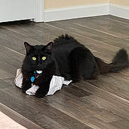 Void is registered to the contest to win money with this photo: cat, black_cat, indoor, floor, wooden_floor, pet, animal, feline, yellow_eyes, fur, collar, tag, crumpled_paper, relaxed, lying_down, domestic, home, room, quiet, cute