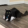 cat, black_cat, indoor, floor, wooden_floor, pet, animal, feline, yellow_eyes, fur, collar, tag, crumpled_paper, relaxed, lying_down, domestic, home, room, quiet, cute