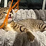 Roz joined the competition — help win amazing prizes! cat, tabby, pet_bed, toy, string, playful, indoor, feline, curious, mischievous, fur, paw, whiskers, window, cozy, comfort, relaxed, animal, cute, sleeping_area