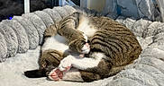Roz joined the competition — help win amazing prizes! cat, tabby, sleeping, curled_up, pet_bed, plush, furry, window, curtain, floral_pattern, indoor, cozy, resting, animal, paw, pink_paw_pads, soft_light, domestic_cat, striped, relaxation
