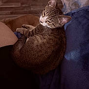 Roz joined the competition — help win amazing prizes! cat, tabby_cat, pet, animal, indoor, cozy, resting, blue_blanket, feline, wooden_floor, home, sleepy, curled_up, cute, domestic_animal, whiskers, ears, fur, relaxed, companion