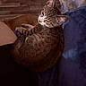 cat, tabby_cat, pet, animal, indoor, cozy, resting, blue_blanket, feline, wooden_floor, home, sleepy, curled_up, cute, domestic_animal, whiskers, ears, fur, relaxed, companion