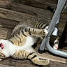 Roz joined the competition — help win amazing prizes! cat, tabby, playful, wooden_floor, chair_leg, paws, wide_eyes, open_mouth, indoor, pet, animal, fur, whiskers, claws, metal, flooring, feline, cute, expression, grip