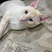 Nemesis is registered to the contest to win money with this photo: cat, feline, blue_eyes, white_fur, cream_patches, indoor, carpet, whiskers, ears, portrait, pet, closeup, curious, laying_down, looking_up, pink_nose, fur_texture, domestic_cat, cozy, relaxed