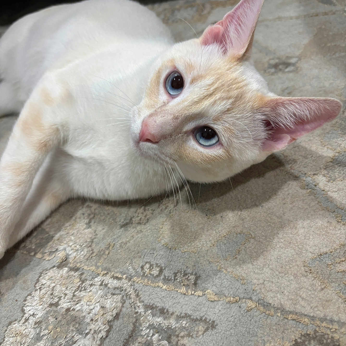 Nemesis is registered to the contest to win money with this photo: blue_eyes, carpet, cat, closeup, cozy, cream_patches, curious, domestic_cat, ears, feline, fur_texture, indoor, laying_down, looking_up, pet, pink_nose, portrait, relaxed, whiskers, white_fur