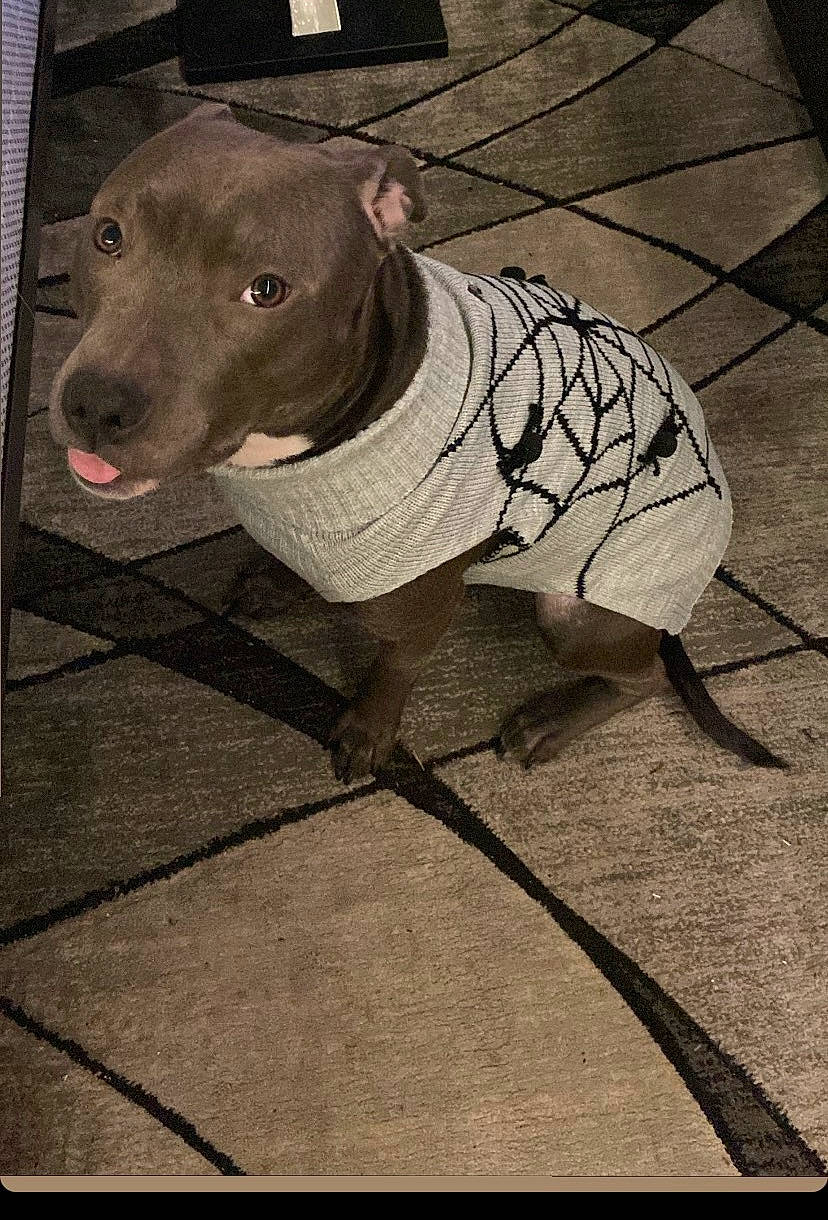 Nova is registered to the contest to win money with this photo: canidae, carnivore, collar, companion_dog, dog, dog_breed, dog_clothes, dog_collar, dog_supply, flooring, leash, manhole, manhole_cover, pet_supply, road_surface, snout, sporting_group, tints_and_shades, whiskers, working_animal