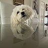chair, cozy, curious, decor, dining_room, dog, flower_vase, fluffy, furniture, head_tilt, home, indoor, light, pet, reflection, roses, table, wall_art, white_dog, window