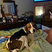 Ralph is registered to the contest to win money with this photo: arm, beagle, bedroom, blanket, clutter, cozy, curious, dog, dresser, furniture, home, indoor, mirror, person, pet, reflection, resting, television, tricolor, warm_lighting