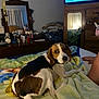 arm, beagle, bedroom, blanket, clutter, cozy, curious, dog, dresser, furniture, home, indoor, mirror, person, pet, reflection, resting, television, tricolor, warm_lighting
