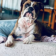 Rita participe au concours pour gagner de l'argent avec cette photo : animal, bostonbull, boxer, bulldog, canine, dog, frenchbulldog, hound, indoors, interiordesign, person, pet, pitbull, puppy, quilt, sleeping, whitedog